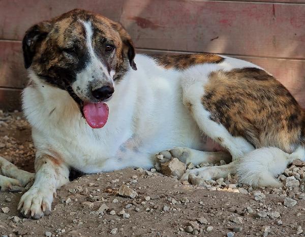 DEAA tripode, adozione del cuore (ex Monchetta) Foto 6